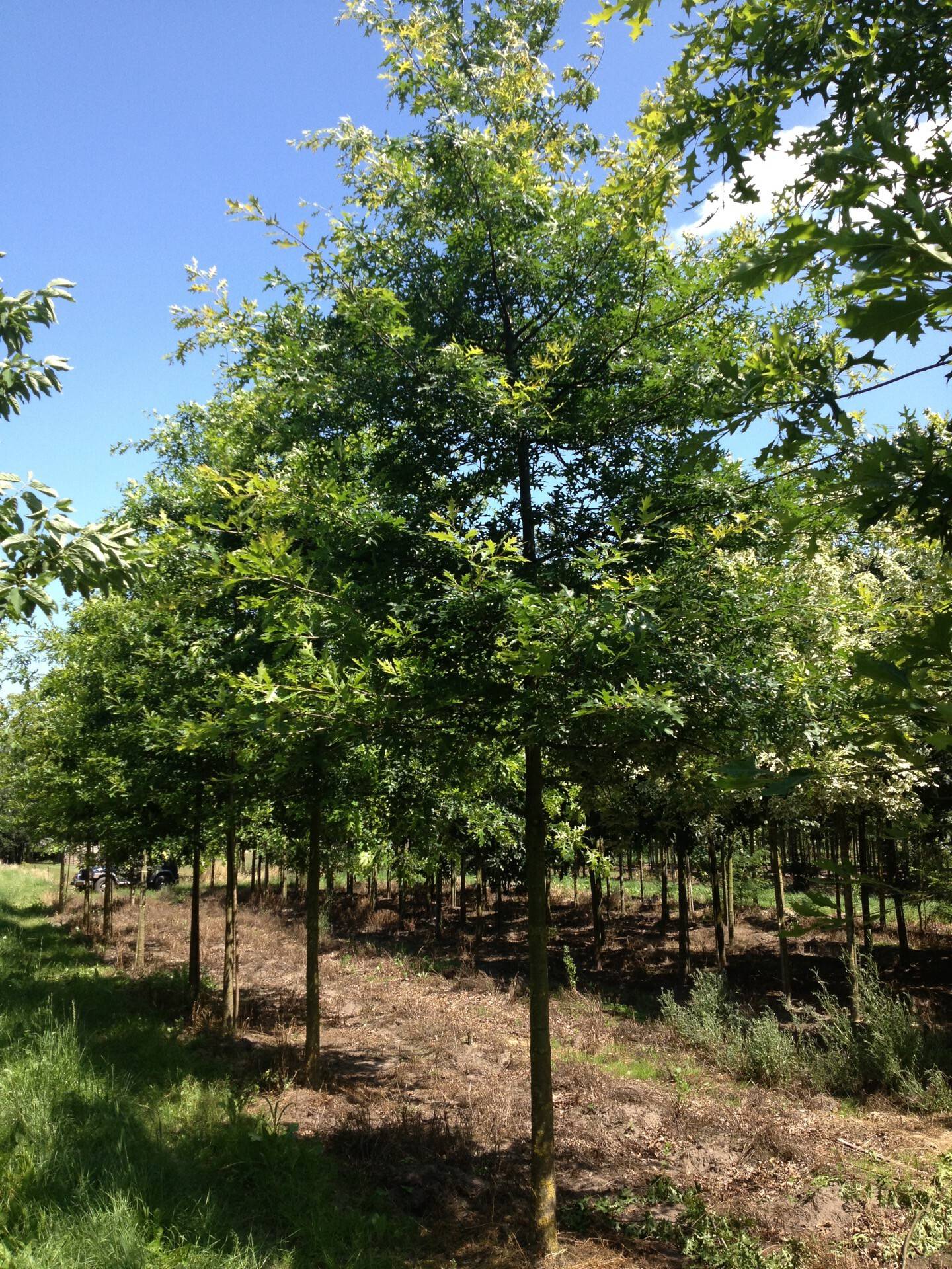 Quercus palustris_03